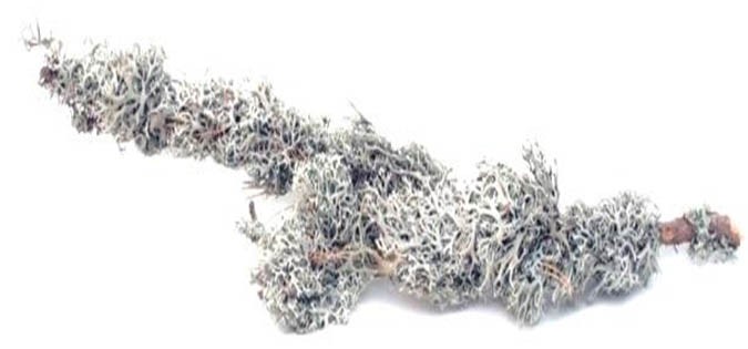 Grey Moos Brunch 60x30x20cm Box natur