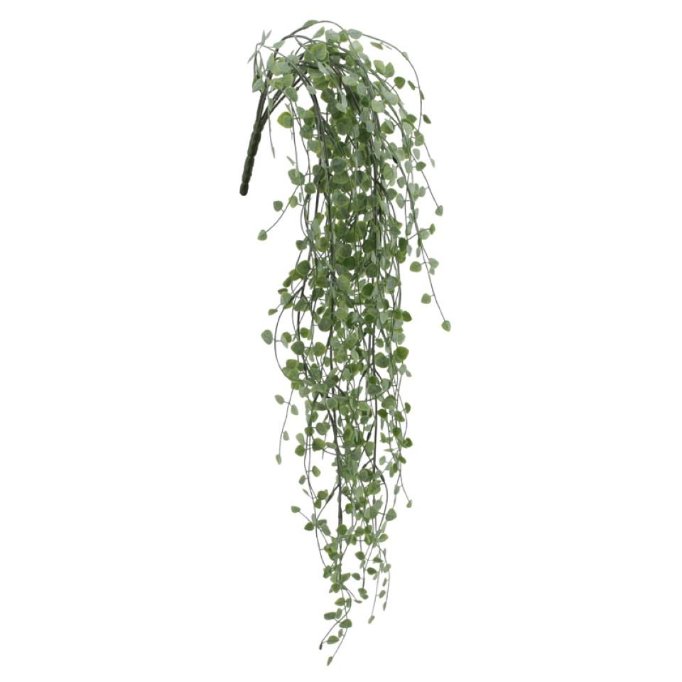 Ceropegia Hänger grün L85cm