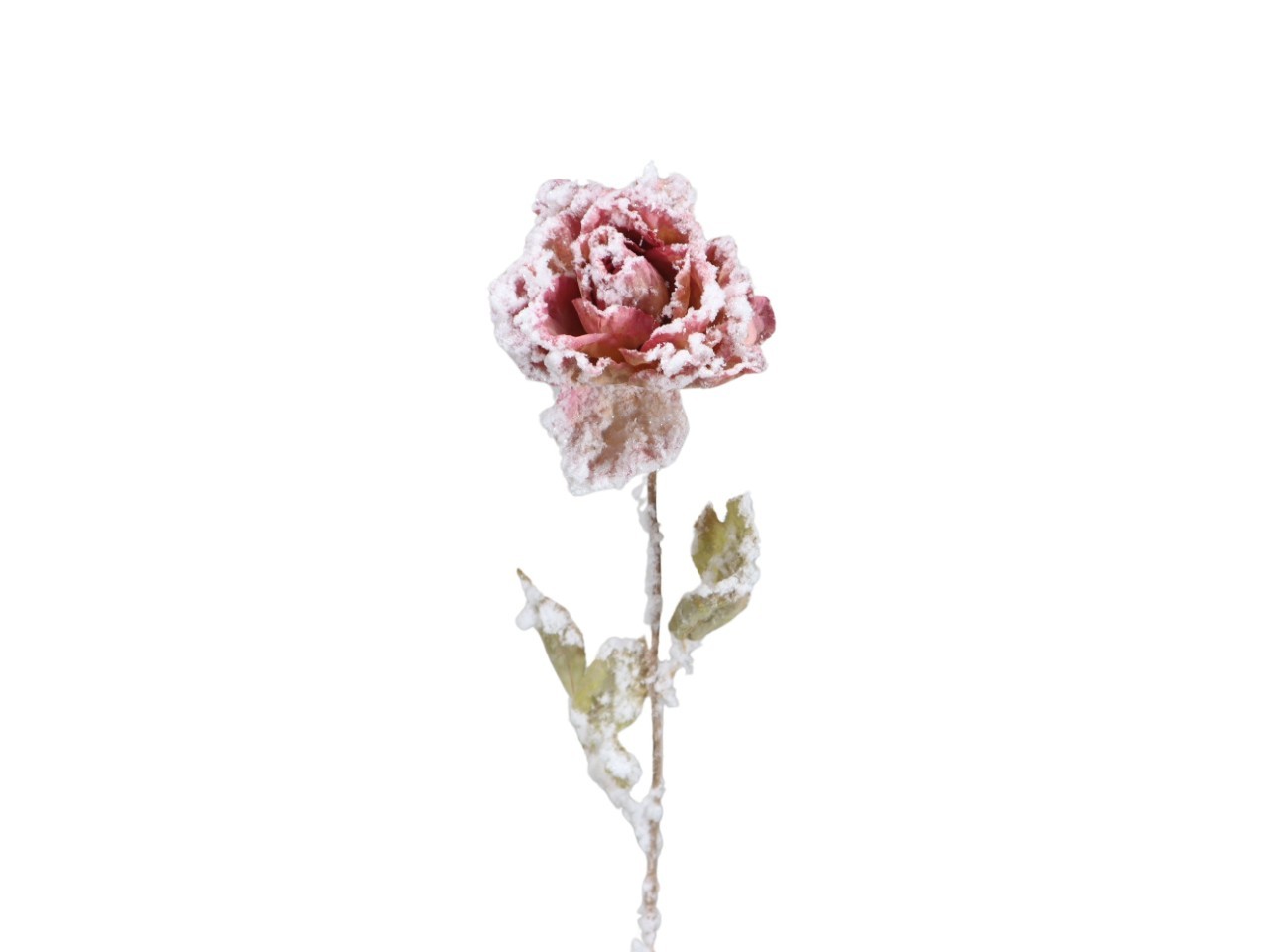 Rose Dry beeist L53 cm rosa NETTO