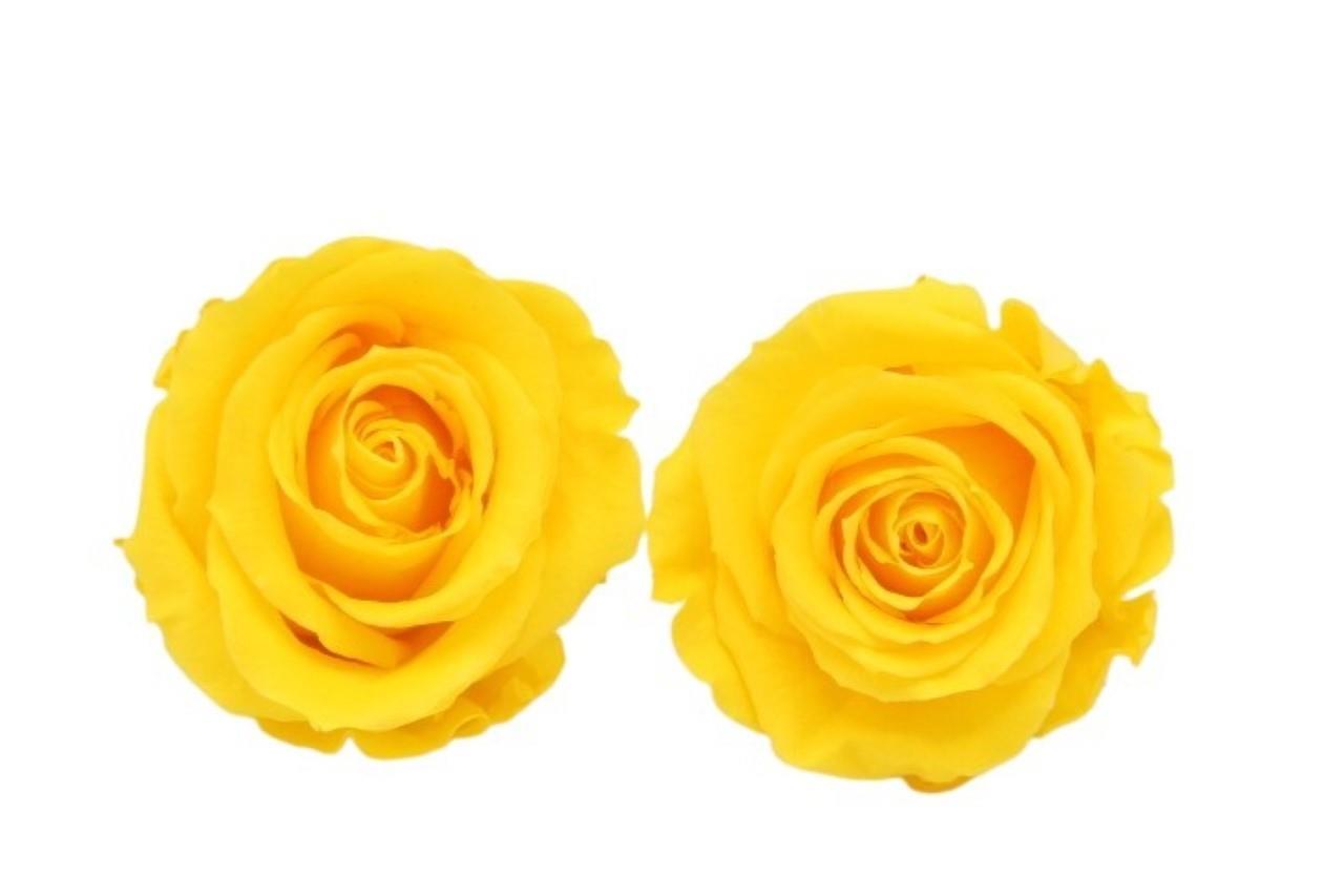 Rose stabilisiert H 5,5 cm D 5,5 cm Warm Yellow NETTO