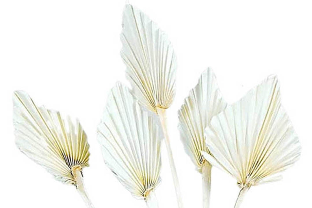 Palmspeer B10 H15 L50cm gebleicht