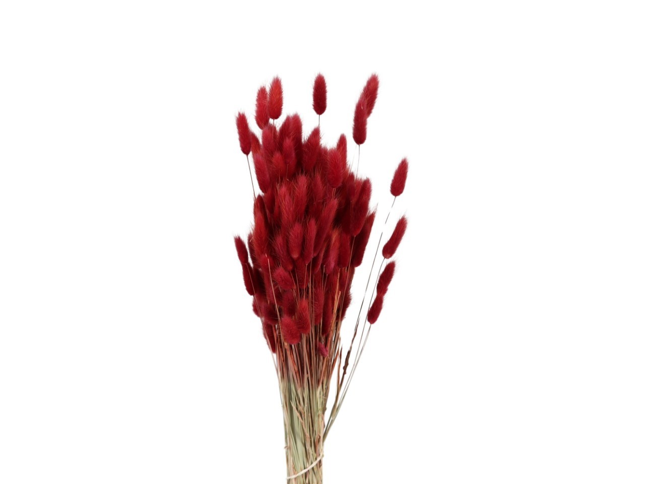 Lagurus burgund 100gr.