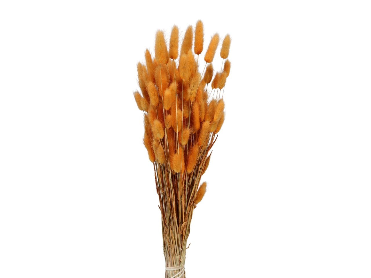 Lagurus hellorange 100gr.