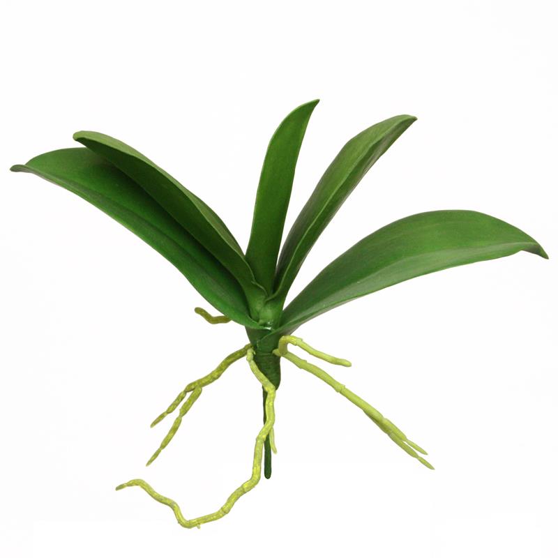Phalaenopsis Blätter 25cm grün