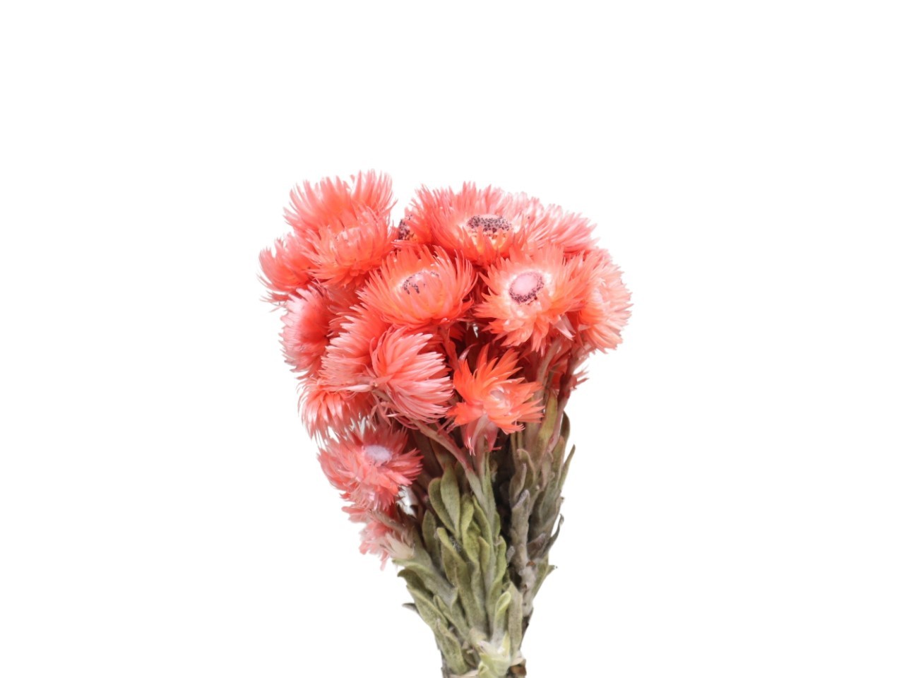Capblumen peach L30-40cm Bund 50gr.
