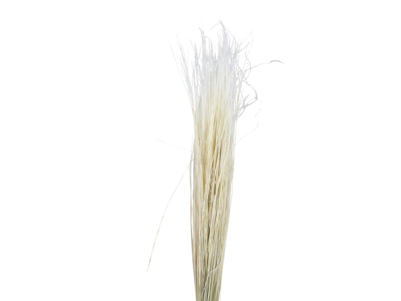 Stypa Pennata mit Stroh weiß 01 50gr.