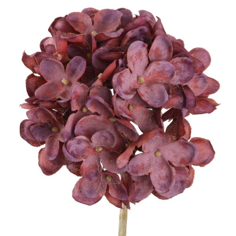 Hortensie Dry 62 cm rot