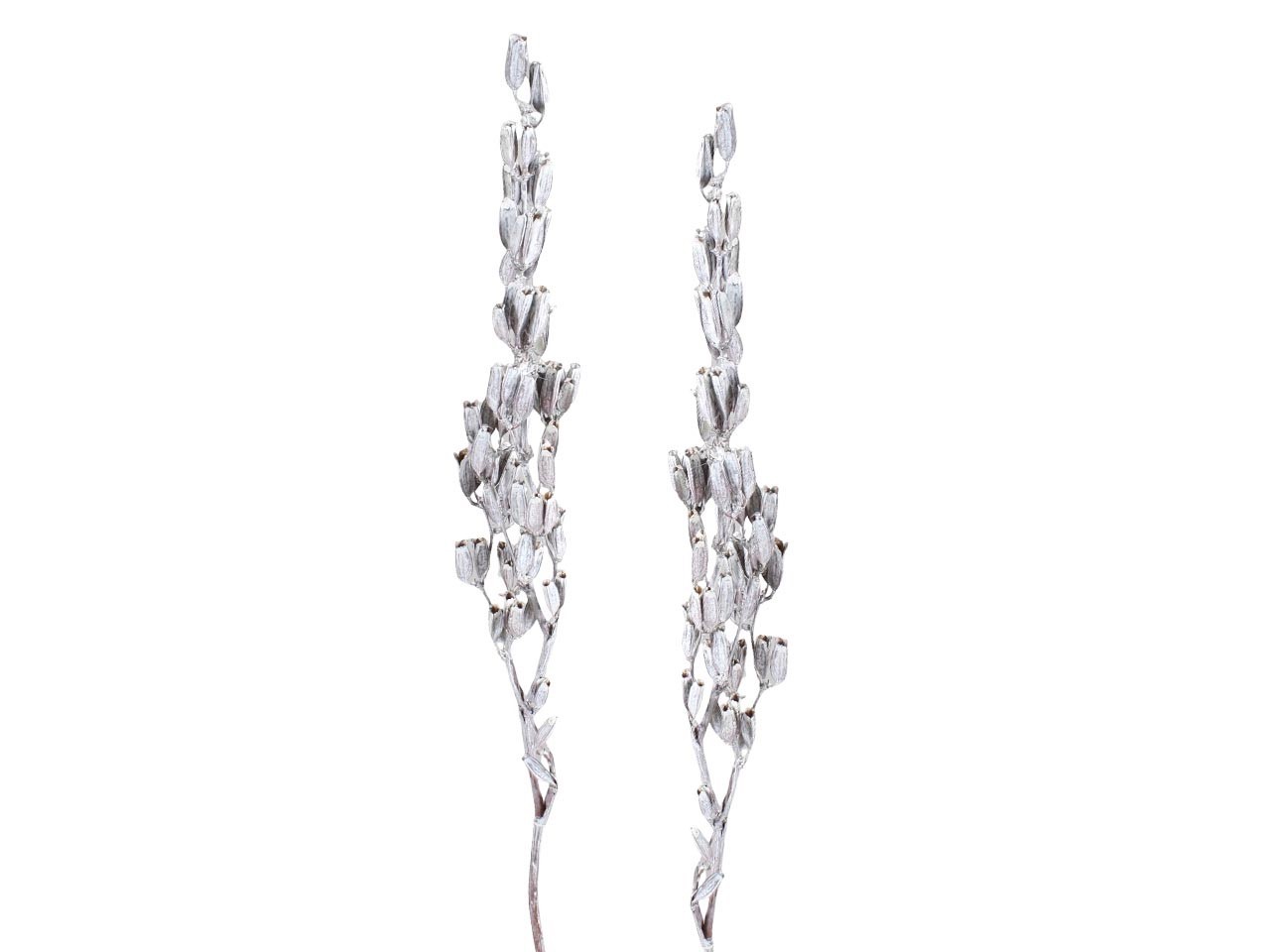 Aristea Tyrisiflora L50-60cm white washed