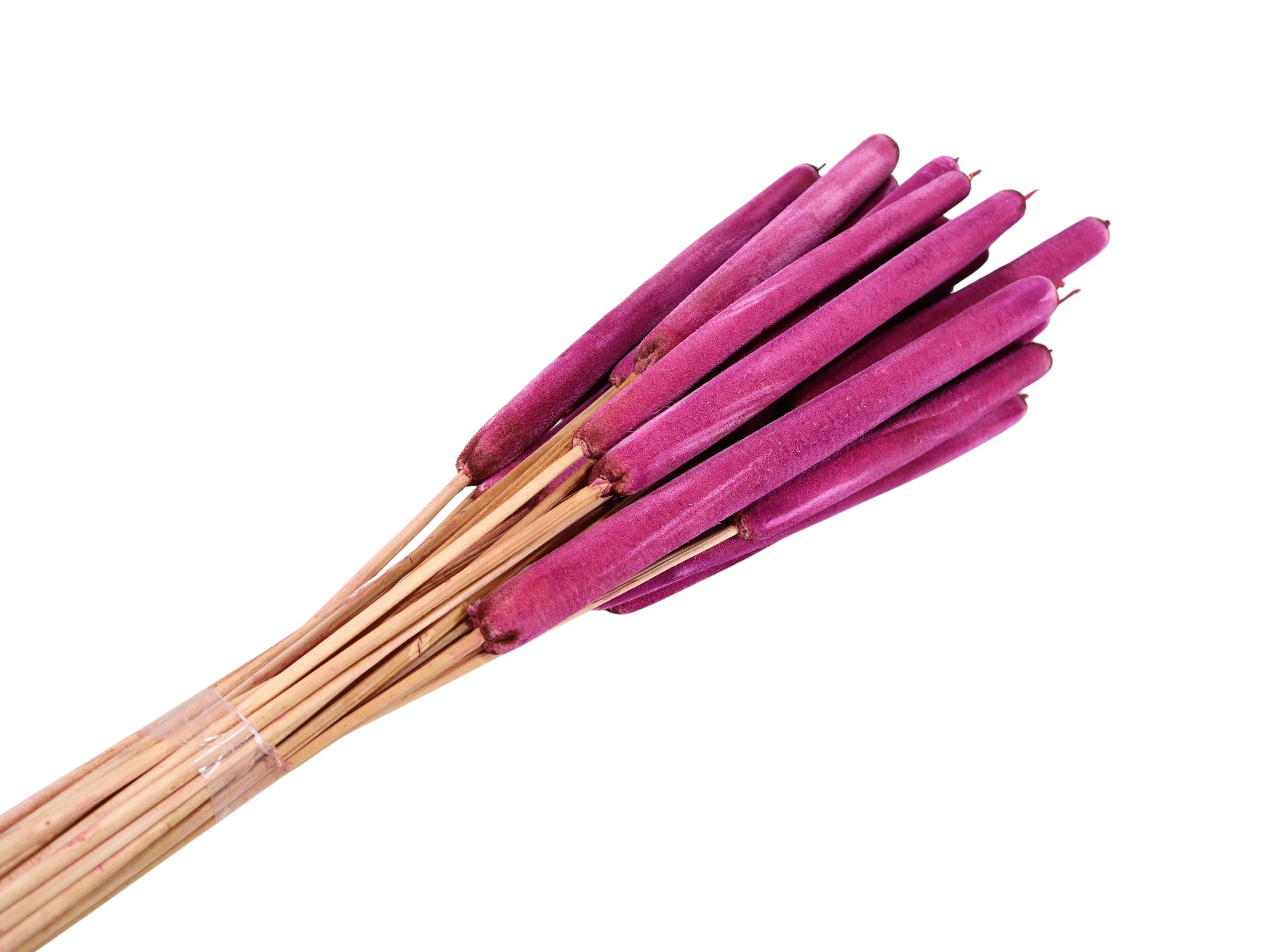 Schilfkolben groß D2,5-3H13-20L100cm geraspelt brombeer