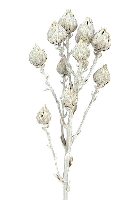 Berkheya Coriacea 5-7cm Köpfe L45cm-55cm whitewashed