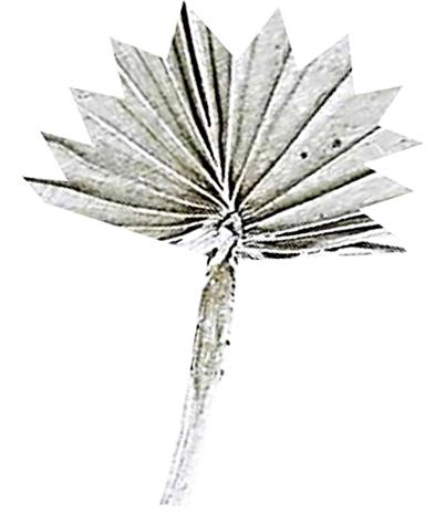 Palmspeer Sun Cut B30 H15 L50cm white washed