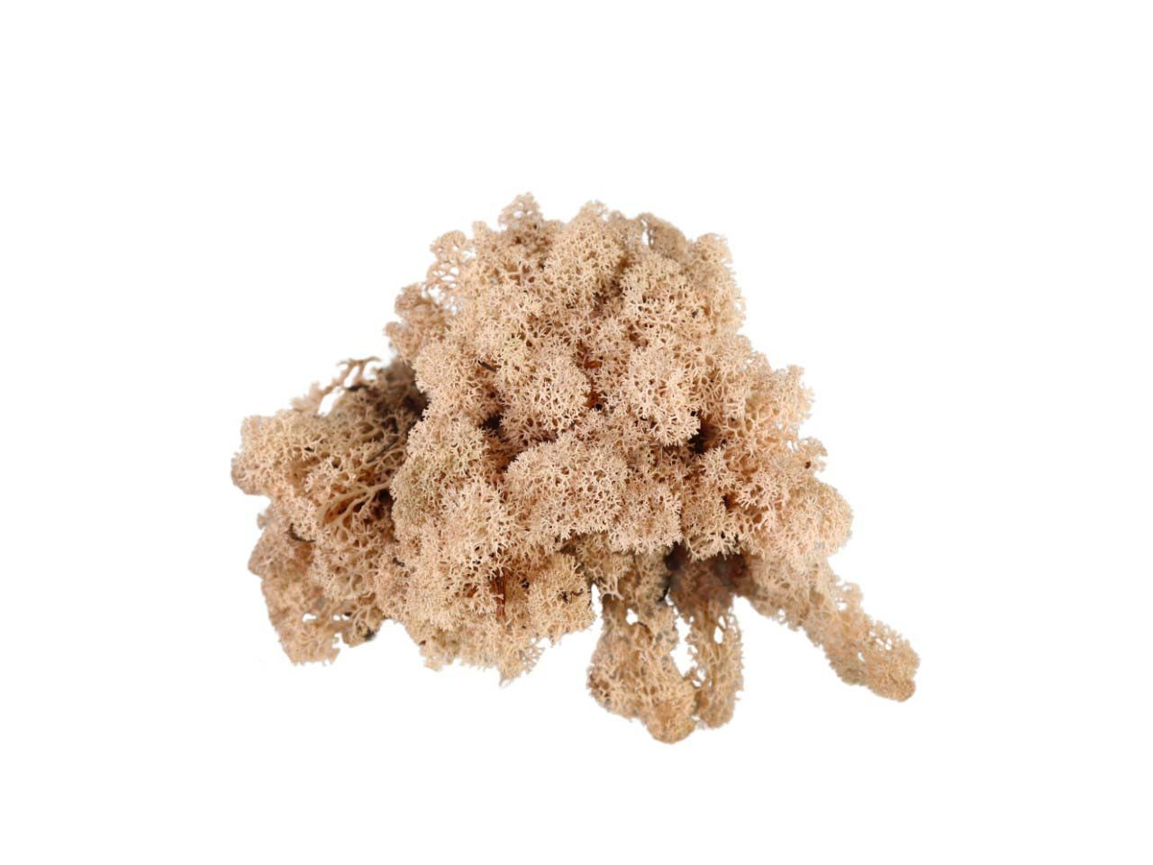 Islandmoos 500gr. pfirsich