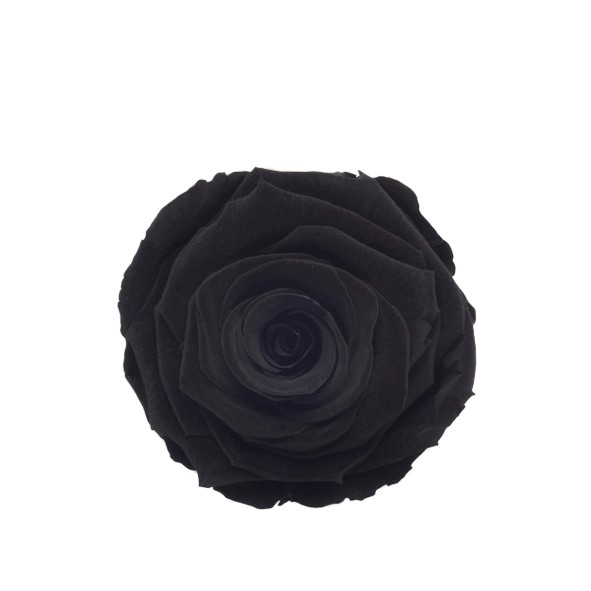 Rose "Extra" stabilisiert H6cmD6,5cm Lux.Black schwarz NETTO