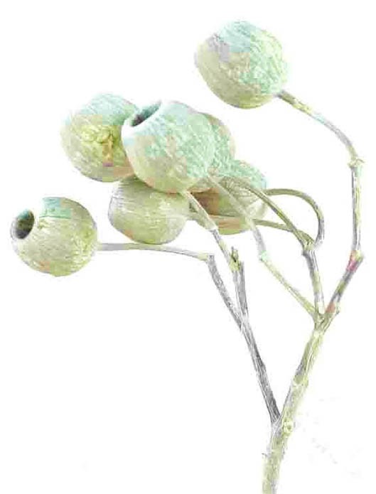 Eucalyptusglockenzweig D4-5 L30-40cm grün frosted
