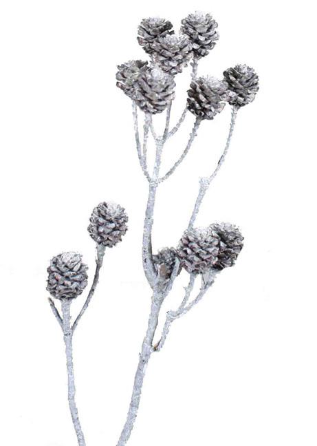 Salignum 4-6 Köpfe white washed