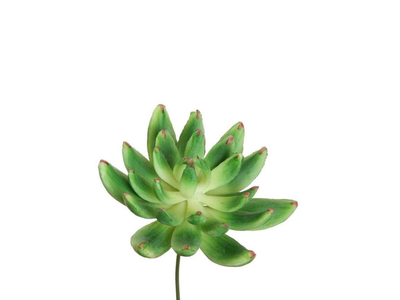 Echeveria 10x10cm grün Echeveria 10x10cm grün