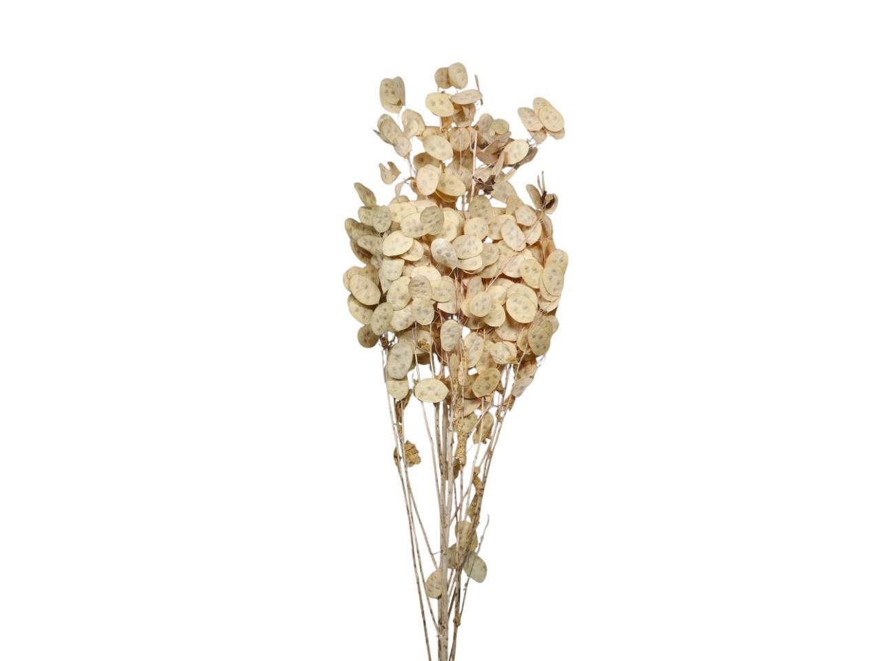 Lunaria Zweige naturhell 100gr. Lunaria Zweige naturhell 100gr.
