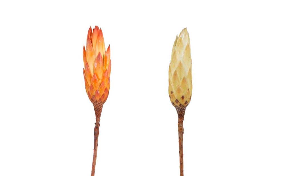 Protea Repens Bud D3H12L25-30cm orange-cream sortiert