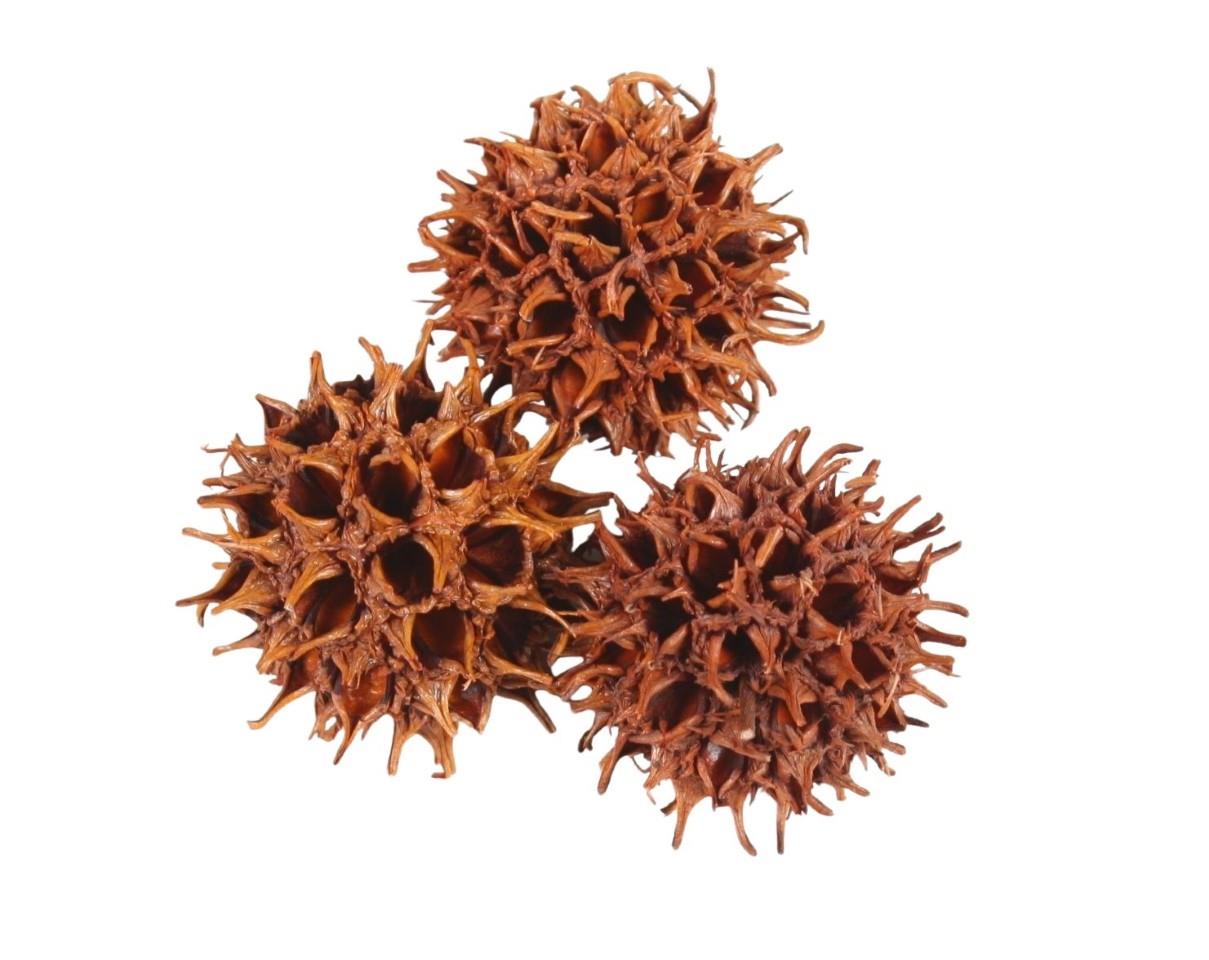 Zapfen Amberbaum D2,5-3,5cm 500gr. orange