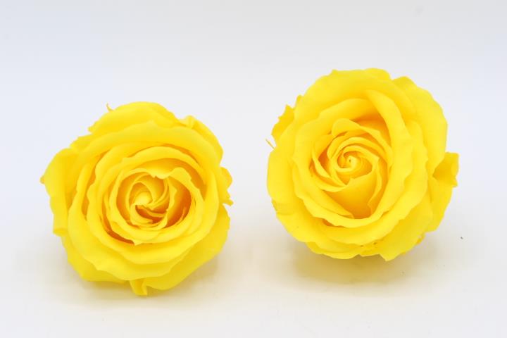 Rose stabilisiert Bright Yellow NETTO