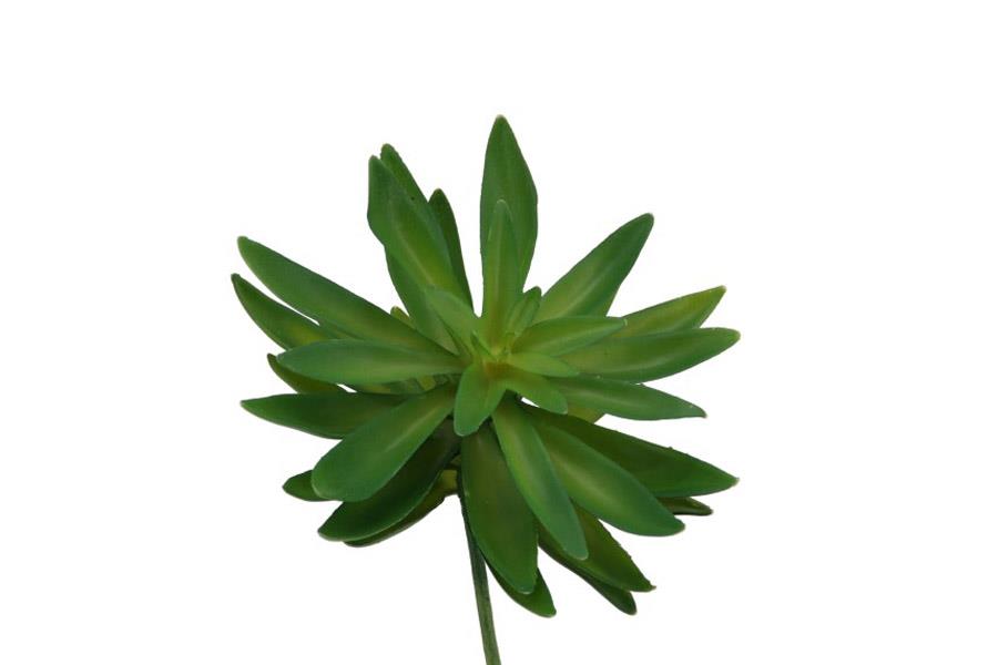 Aeonium Sukkulente D14cm grün