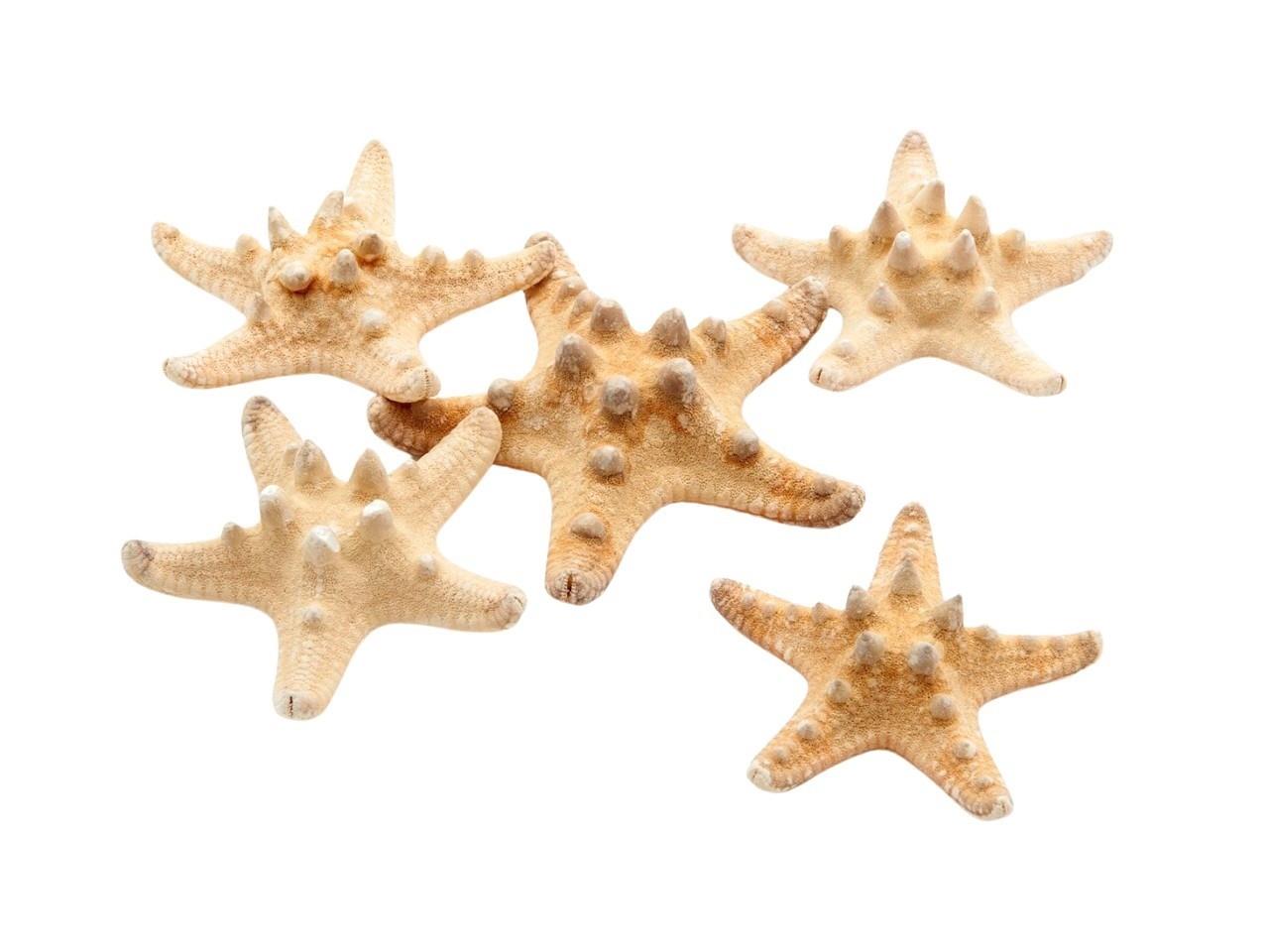 Seesterne Philippine +-6cm natürlich