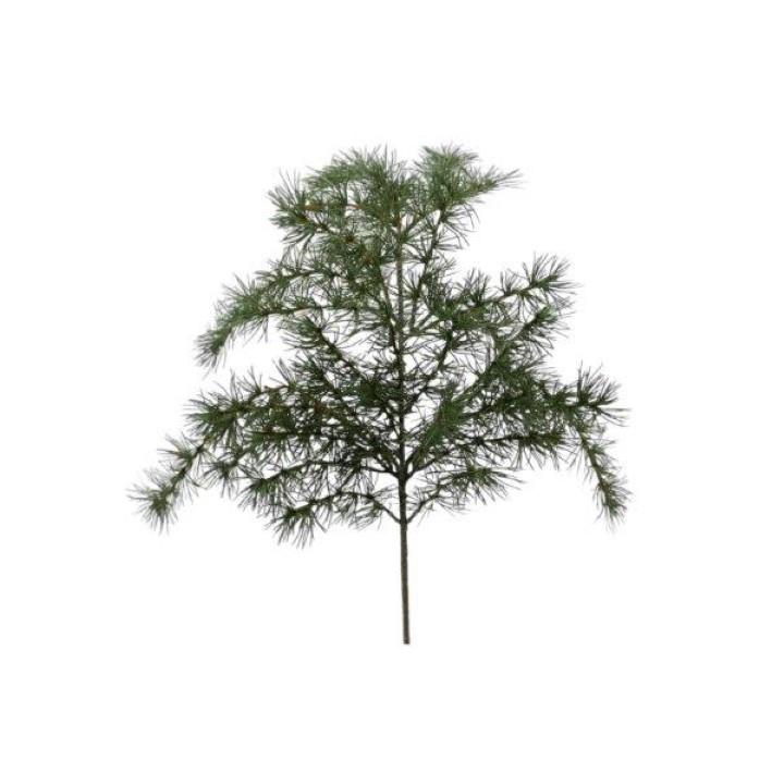 Zedernast grün H60cm Zedernast grün H60cm