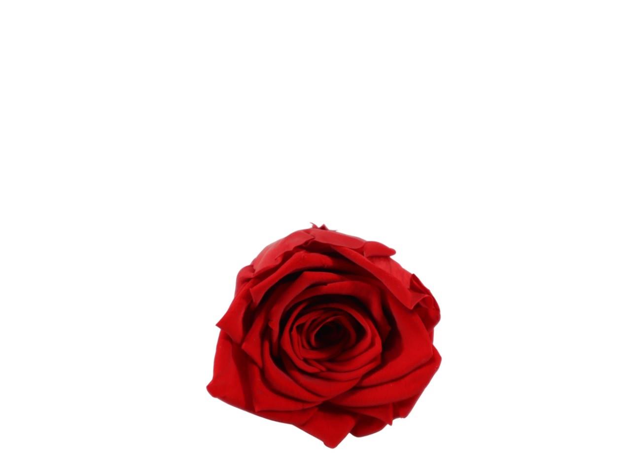 Rosenkopf konserviert H 5,5 cm D 6 cm rot NETTO