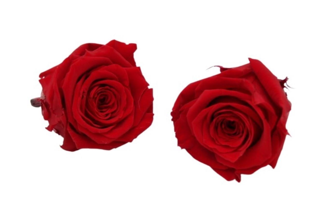 Rose stabilisiert H 5,5 cm D 5,5 cm Red NETTO