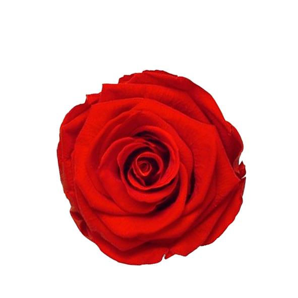 Rose "Extra" stabilisiert rot Passionate NETTO Rose "Extra" stabilisiert rot Passionate NETTO