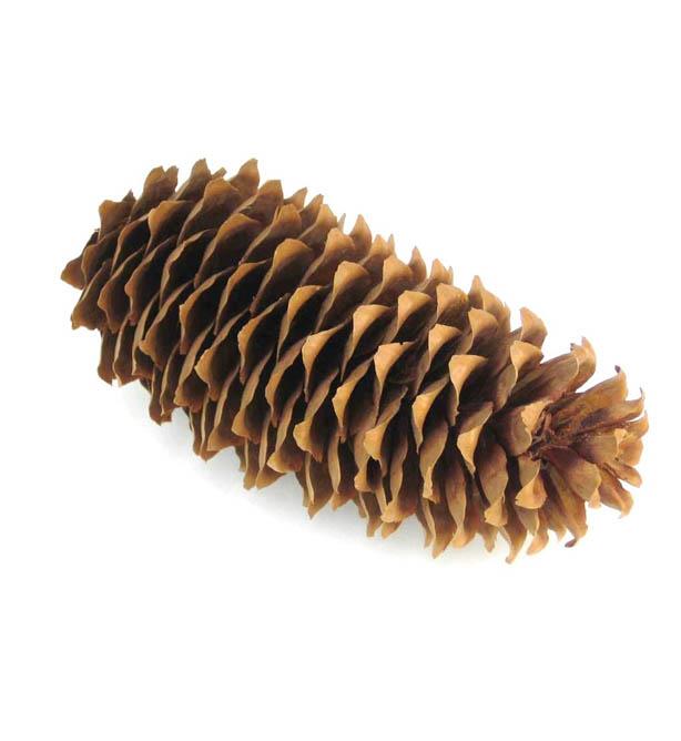 Zapfen Fichte extra D5-6 H10-15cm 10kg ca. 430 St. natur