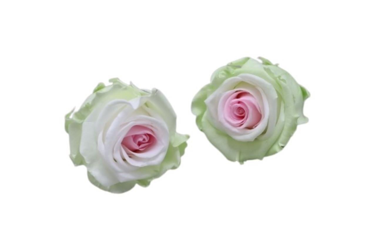 Rose stabilisiert H 5,5 cm D 5,5 cm tricolor rosegrün NETTO