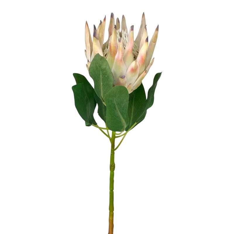 Königsprotea rosa-creme D12x15cm H74cm