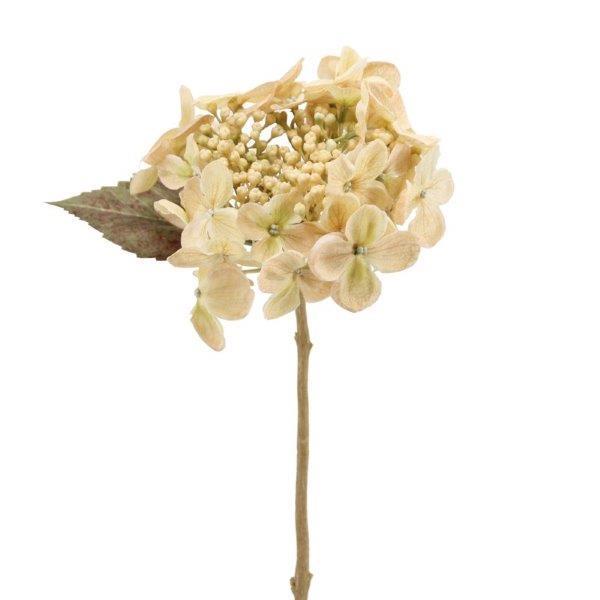 Hortensie 45cm cream