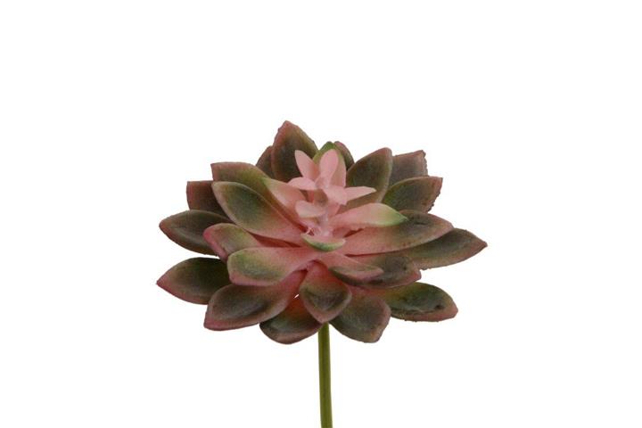 Echeveria Pick 10x12 cm rosa-burgund
