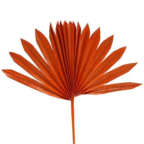 Palmspeer Sun Cut orange