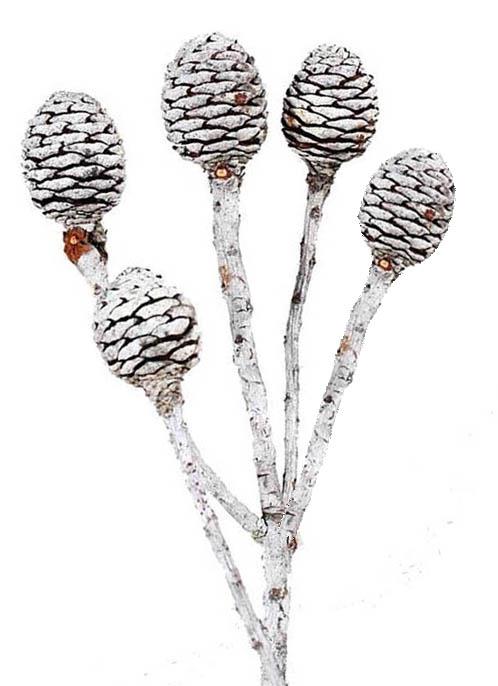 Murii Zweig 5+Köpfe D3-4 H4,5 L35-40cm natur Original