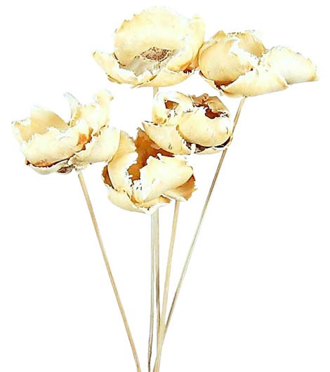 Palmblüte gestielt gebleicht