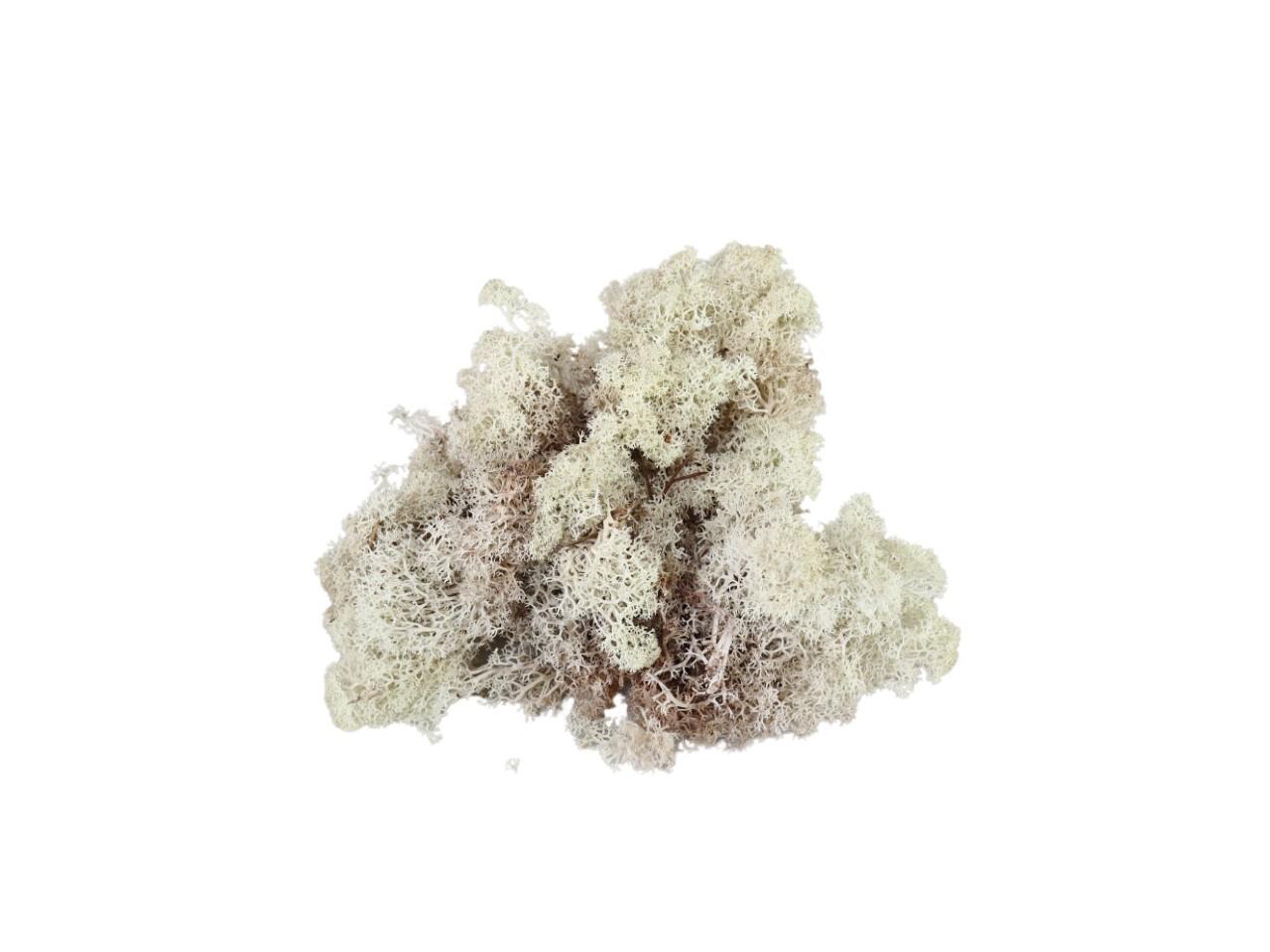 Islandmoos 500 gr. natur Islandmoos 500 gr. natur