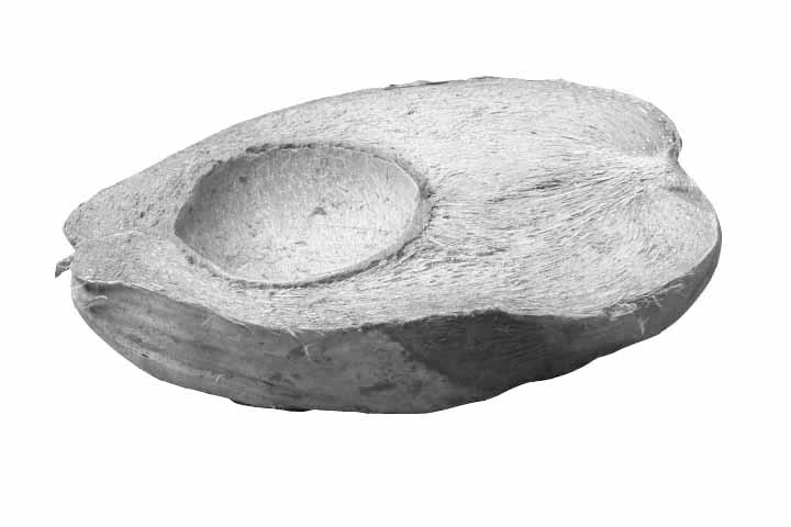 Cocosnuß Hälfte white washed