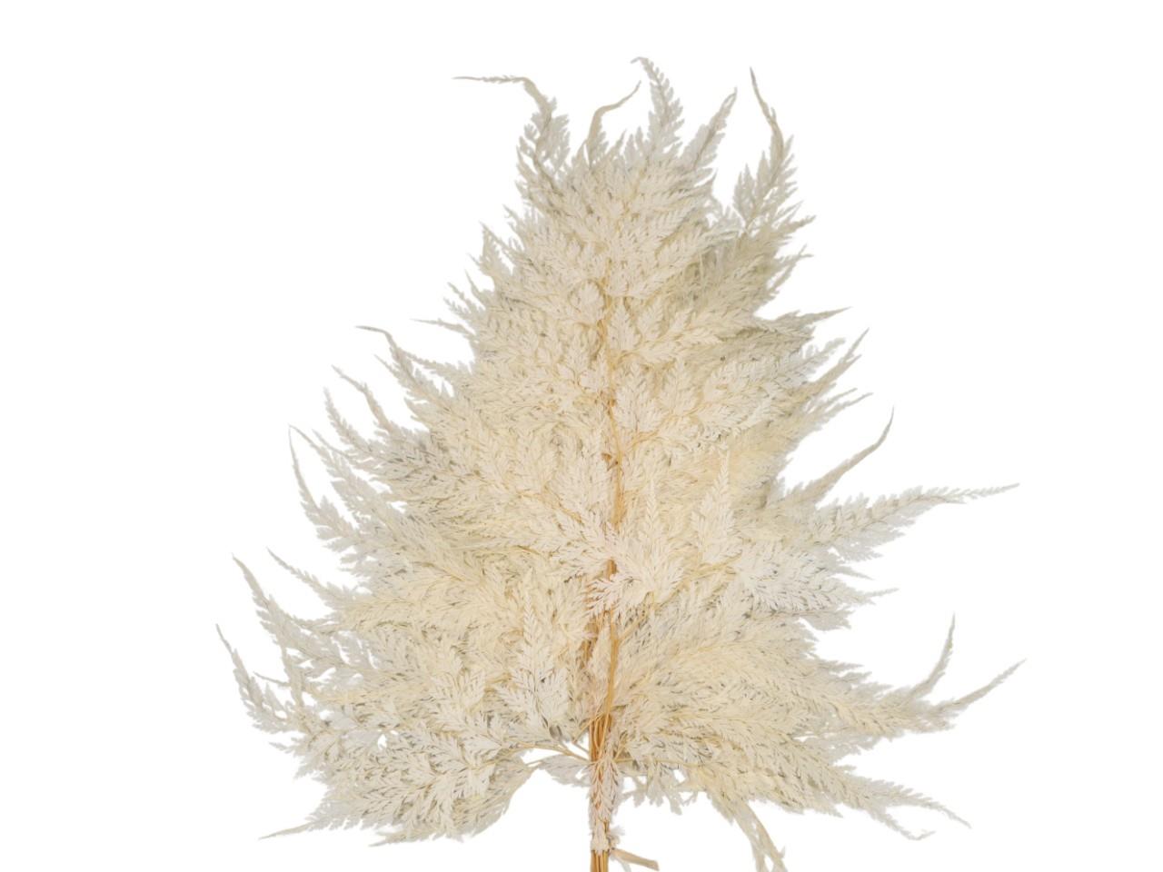 Farn Snowflake präpariert gebleicht