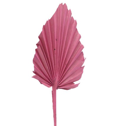 Palmspeer B10 H15 L50cm altrosa