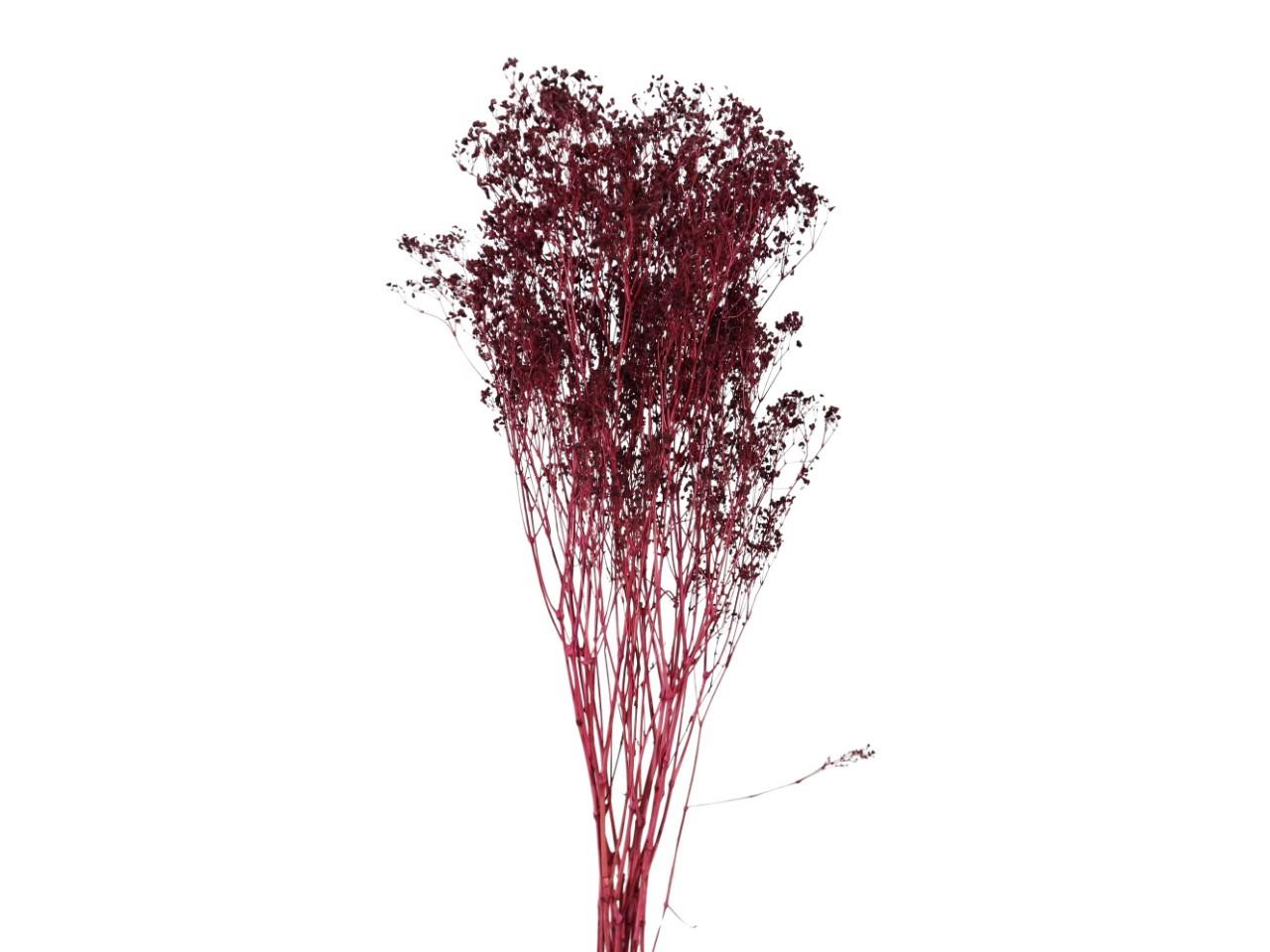 Gypsophila Paniculata pflaume 100gr.