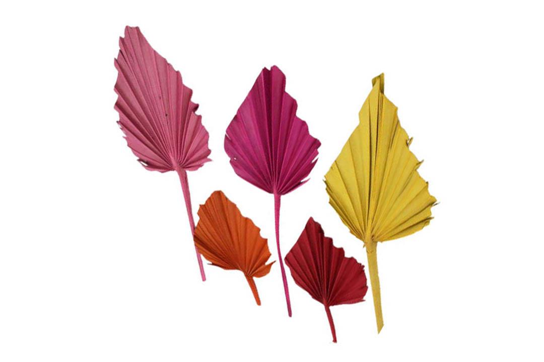 Palmspeer farbig sortiert Palmspeer farbig sortiert