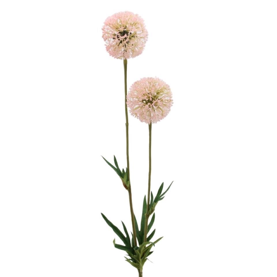 Allium m. 2 Blüten rosa H74cm