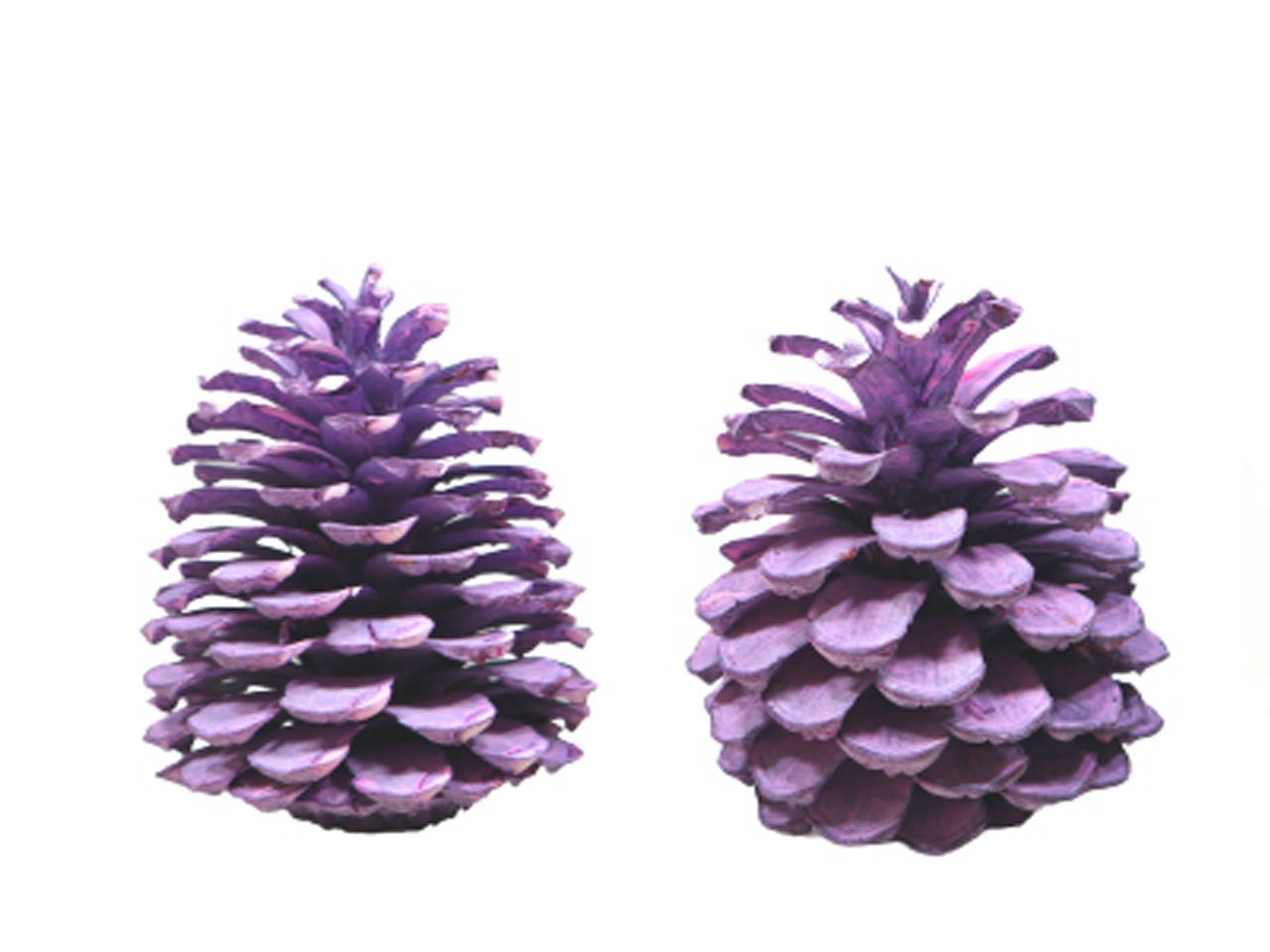 Zapfen Maritima H10-14cm brombeer frosted