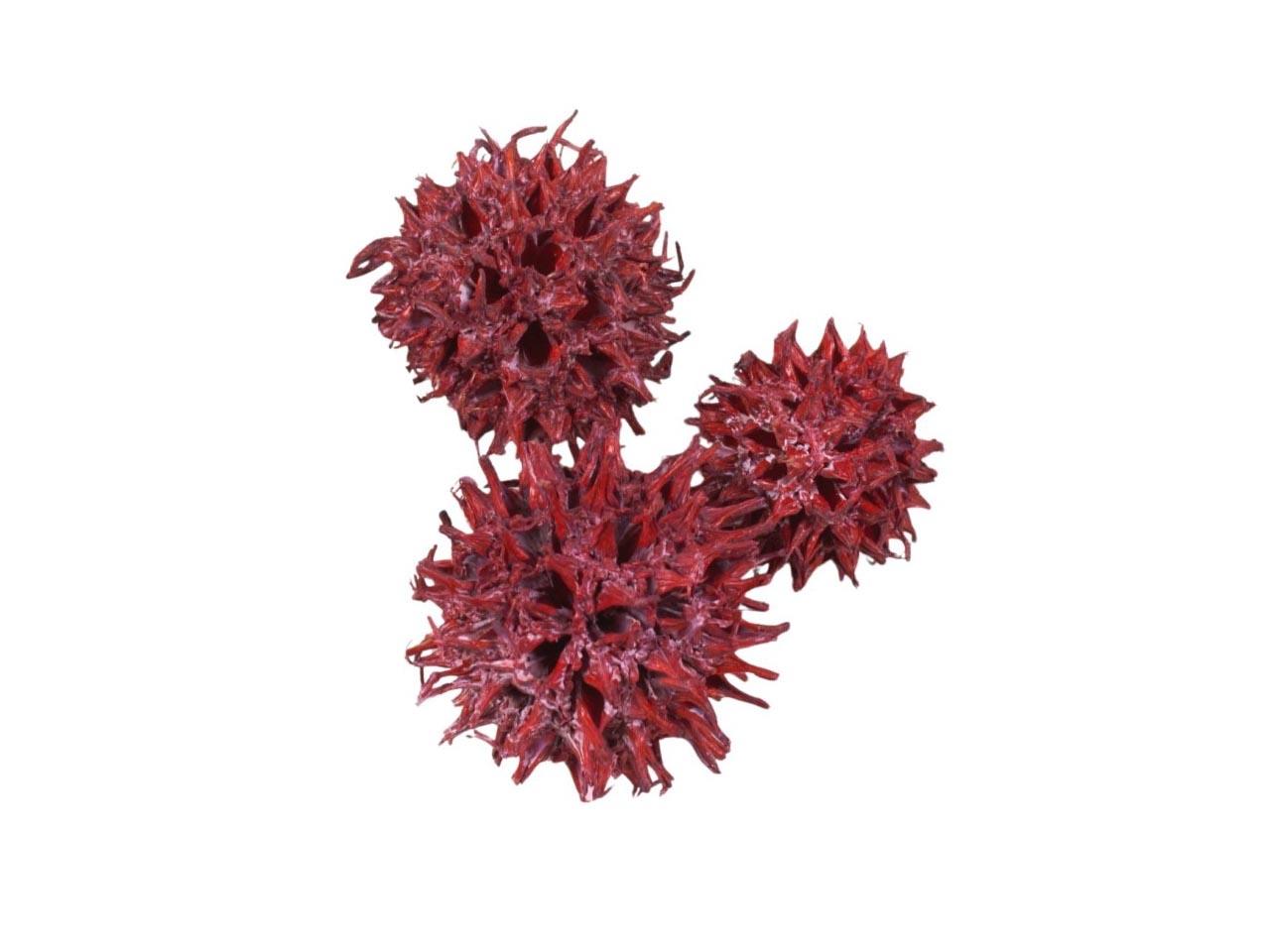 Zapfen Amberbaum D2,5-3,5cm 500gr. rot frosted