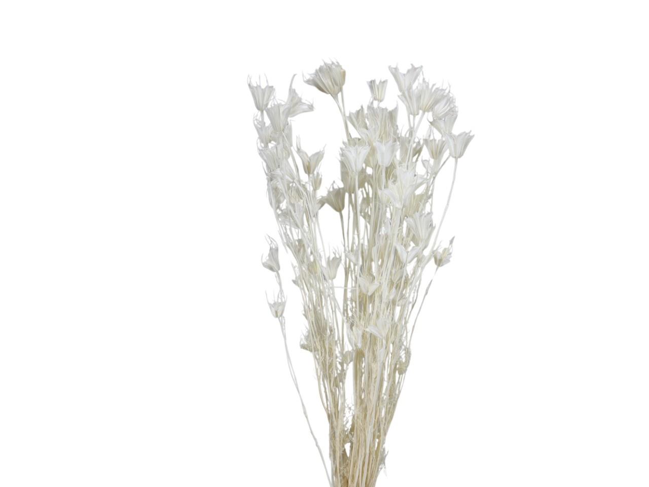 Nigella orientalis 50g weiß-gebleicht L65cm