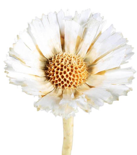 Protea geschnitten mittel D8-9L20-25cm gebleicht