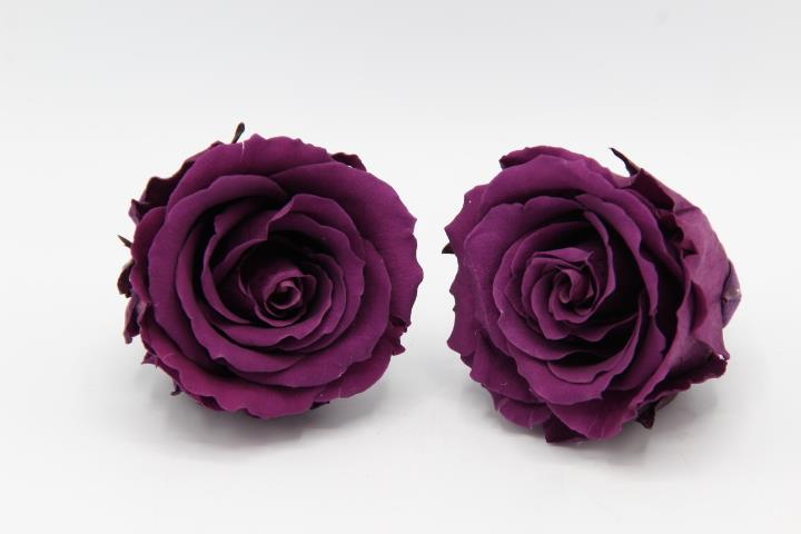 Rose stabilisiert Purple NETTO